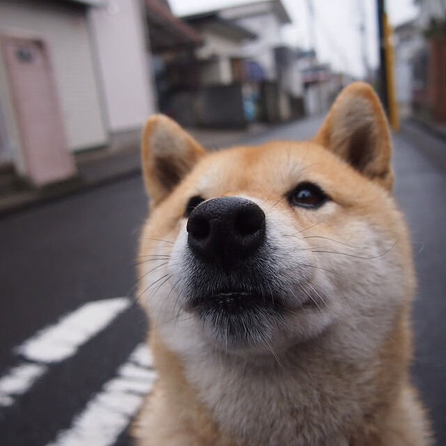 雷火电竞app-右路超车，当F1街道赛的引擎轰鸣，遇见富安健洋的绿色闪电